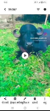 ભેસ