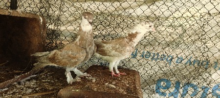 કબૂતર વેચવાના છે