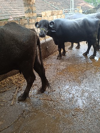 ખડેલી. વેસવાનીસે