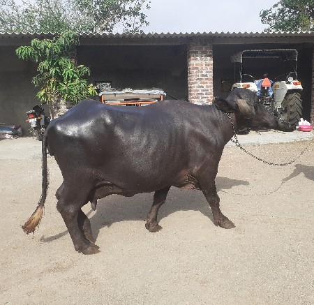 ભેંસ વેચવાની છે