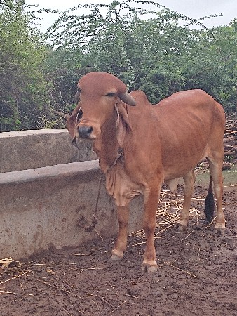 આહોડકીવેસવાનીછે