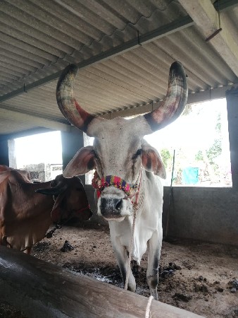 બળદ ડાબી