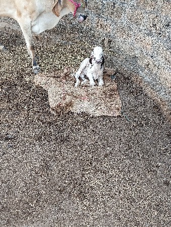 સામાનવેસવાનોસે