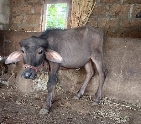 પાડી વેચવાની છે