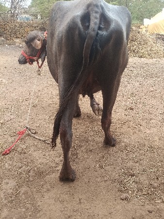 પેલું વેતર.ખડેલી.વેચવાનીછે