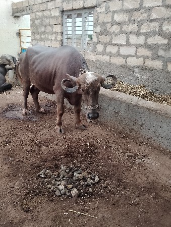 bhes vechvani chhe
