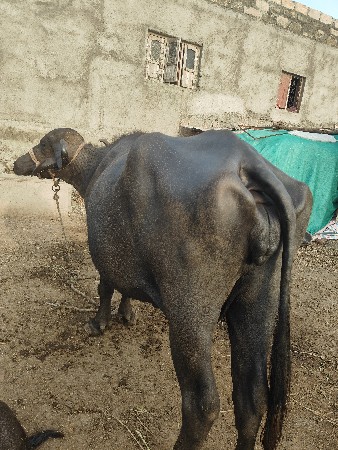 બીજા વેતર વ્યાસે