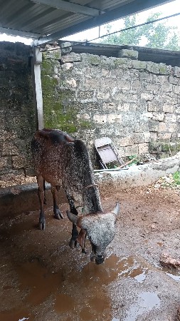 ગીર વાશડી છૅ