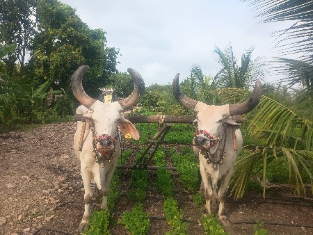 બળદ વેચવા ના છે