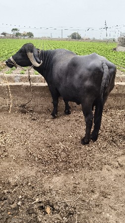 ભેંસ વેચવાની છે