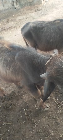 બે પાડા વેચવાના છે
