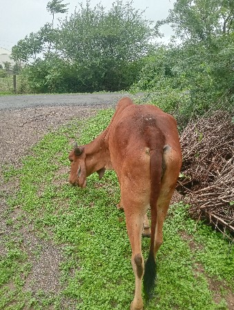 ઓદખી વેચવાની છે ત્રણ વર્ષની થઈ બ