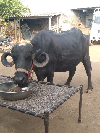 9016967594 આ નંબરમાં ફોન કરજે જેને