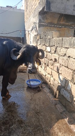 ભેંસ વેચવા ની છે