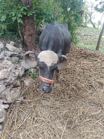 ભેંસ વેચવાની છે