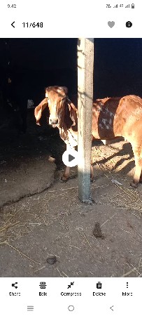 વાંસલડી
