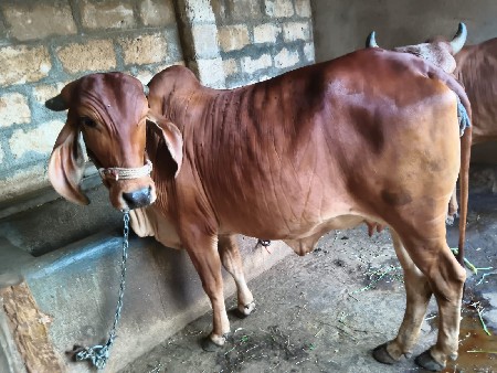 ગાય વેચવા ની