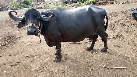 ભેસ