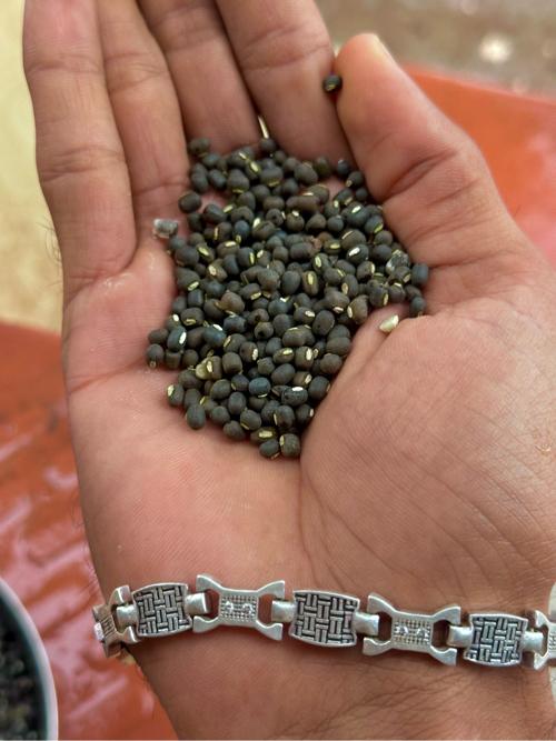 અડધ નું બિયારણ વેચવાનું છે