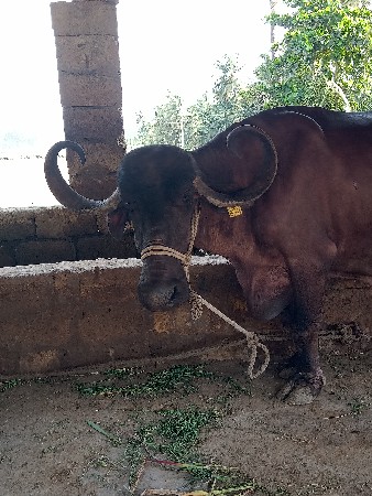 ભેશ વેચવાની છે