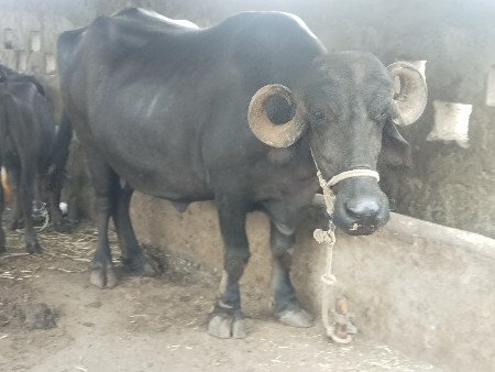 ભેંશ