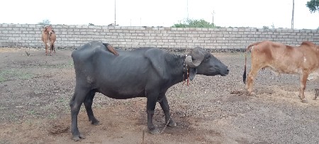 1 વેતર છે 1 મહિના ની વાર છે