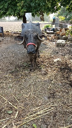 ભેંસ વેચવાની છે