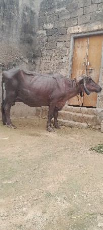 ભેસ. વેસવા. ની સે
