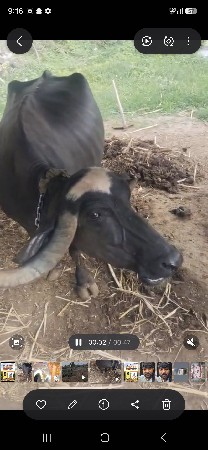 ભેસ વેસવાની છે