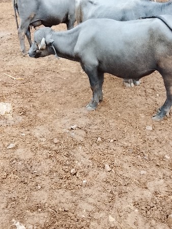 પાડો વેચવાનો