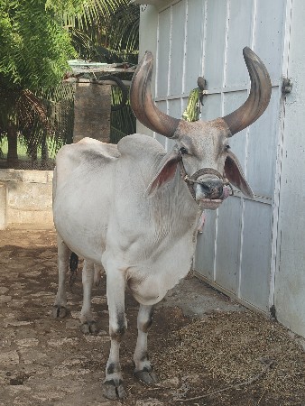 ધર ૫ મી સે