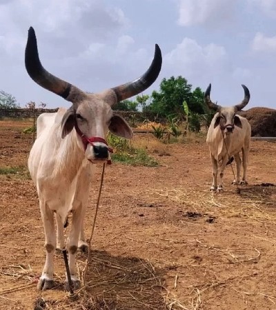 ધોરા વાગડીયા વેચવાના છે