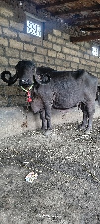 ભેંશ વેશ ની છે સાટા પણ કરસુ