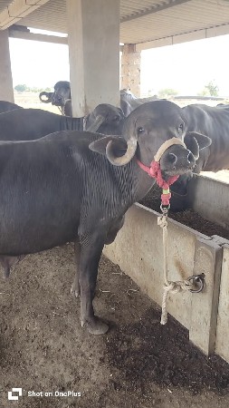 પાડો વેસવો