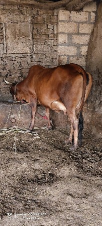 જર્સી ક્રોસ ગાય વેચવાની છે