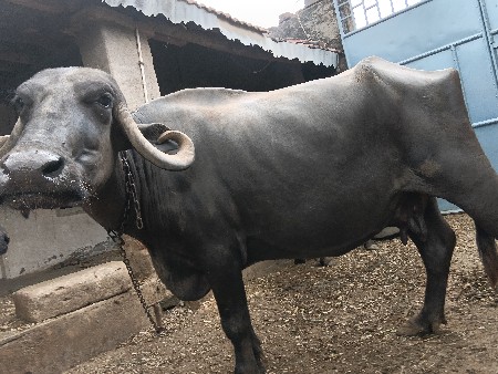 ભેંસ વેસવાની સે