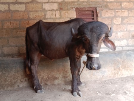 ખડેલી વેચવાની છે