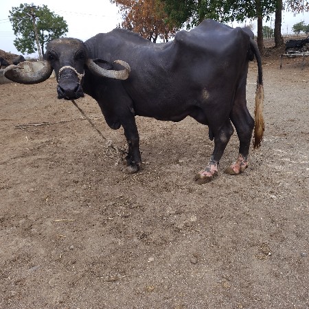 ભેંસ વેચવાની છે
