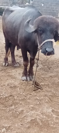 પાડો વેસવાનો છે