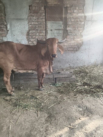 વોડકી સાટે ઘોડી કે વશેરી લેવા ની