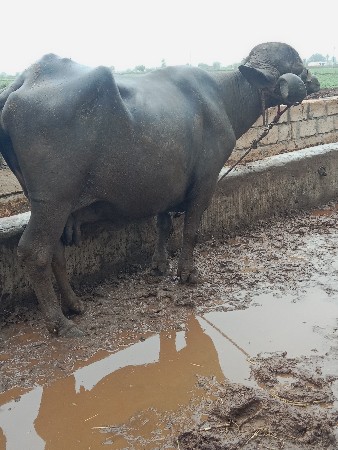 વેસવાનીસેએકમયનાનીકાસી