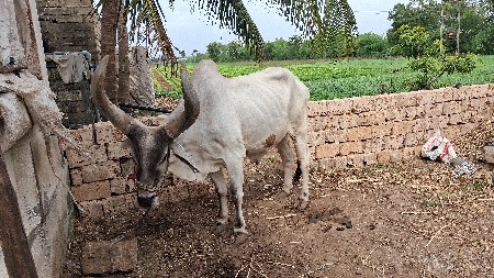 વઢીયારો બળદ
