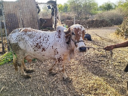 ગાય વેચવાની છે