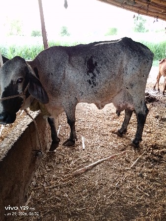 વેચવાની
