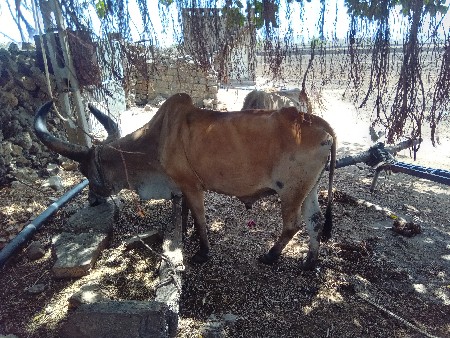 કોઈ જાત એબ નથી
