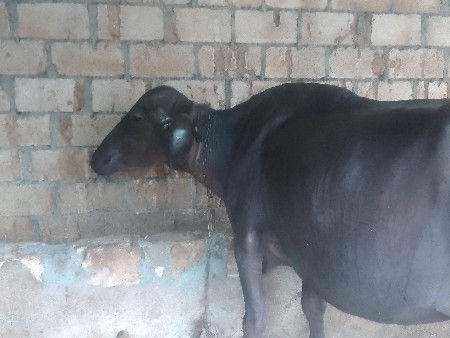 આ ભેંસ વેચવાની છે