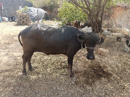 રેલવે તો ઉખાડેલો છઠ્ઠો મહિનો હાલે