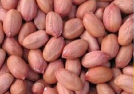 વરદાન માંડવી નુ બિયારણ