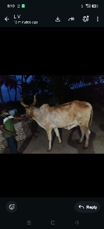 બળદ બેસવાનું છે પાંચ મીટરમાં છે