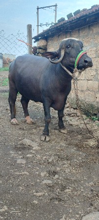 બીજું વેધર